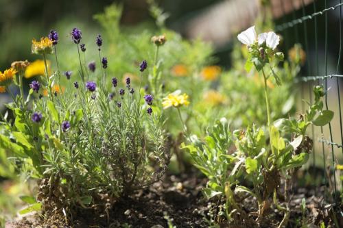 UNADJUSTEDRAW_thumb_1bf2a