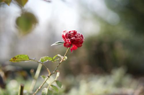 UNADJUSTEDRAW_thumb_1d1aa